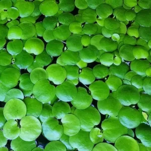 Amazon Frogbit