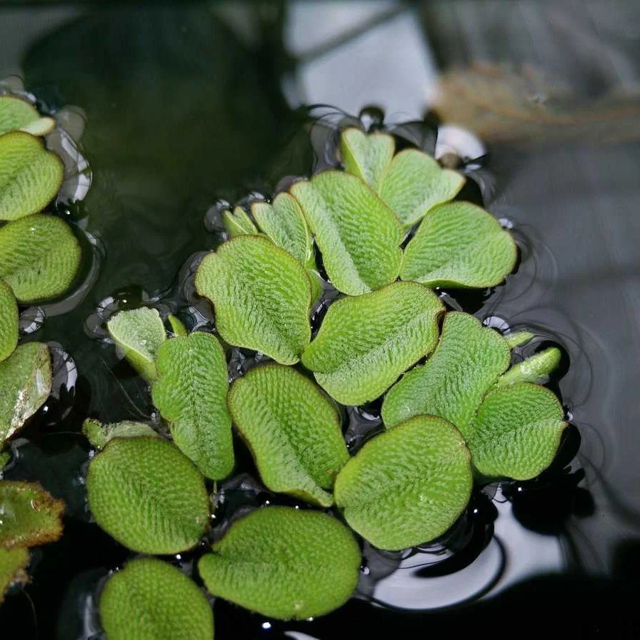 Salvinia natans