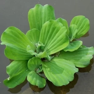 Water Lettuce