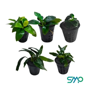 Anubias Plants Online