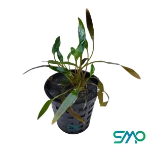 Cryptocoryne Axelrodi