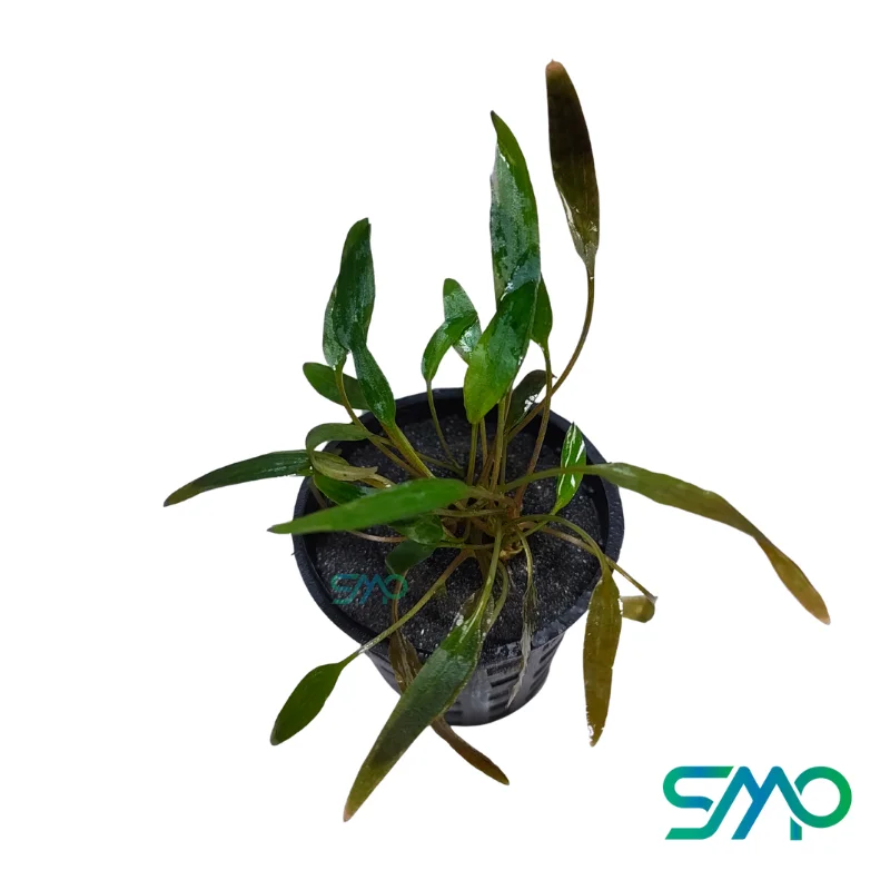 Cryptocoryne plants Online