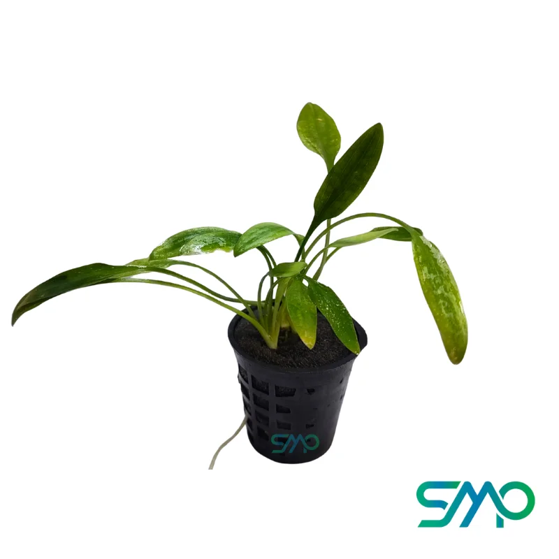 Cryptocoryne Lucens | Pot Plant | SMP - Image 2