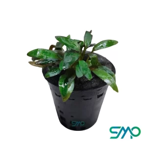 Cryptocoryne Tropica