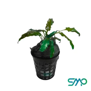 Cryptocoryne Wendtii Green