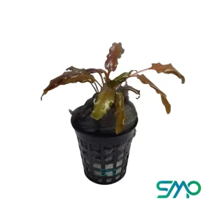 Cryptocoryne Wendtii Brown