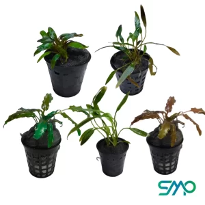 Cryptocoryne Pot Plants