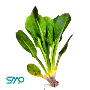 Echinodorus Parviflorus