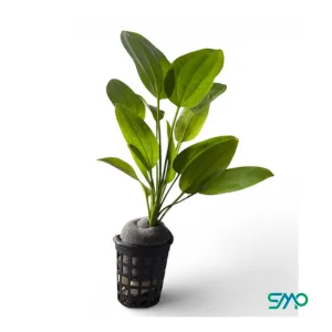 Echinodorus Marble Queen Green