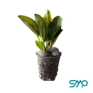 Echinodorus Ozelot Small