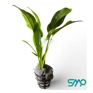 Echinodorus Parviflorus