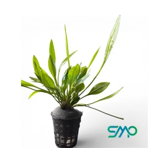 Echinodorus grisebachii