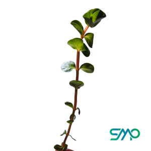 Rotala Rotundifolia Green