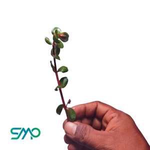 Rotala Rotundifolia Red