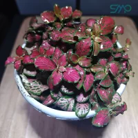 Fittonia Pink