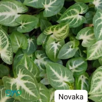 Syngonium Novaka